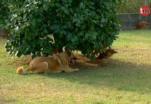 El perro que trae de calle a las gallinas en Tomiño