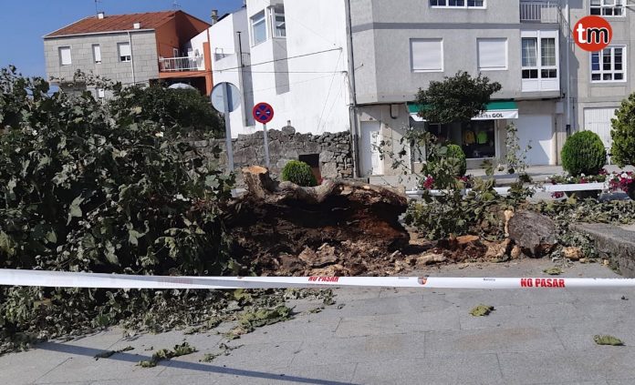 Talan un árbol que estaba ardiendo en Baiona