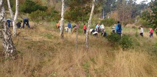 Alumnos del colegio Rodríguez Sinde erradican acacias en el Trega