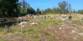 Alumnos de A Guarda erradican especies invasoras no Monte de Camposancos