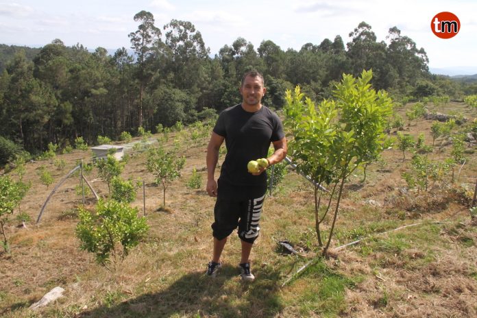 Cítricos gallegos «made in» Tomiño