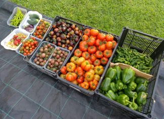 Nigrán abre la inscripción para una excursión a la Feira da Estela en Póvoa de Varzim