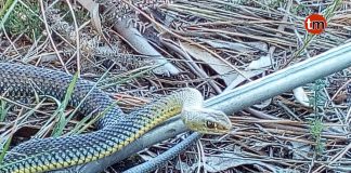 El GES retira una serpiente de una finca en Panxón