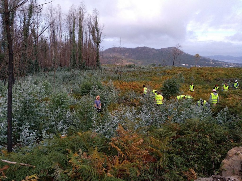 Unha trintena de voluntarios eliminaron miles de eucaliptos na Serra do Galiñeiro