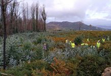 Unha trintena de voluntarios eliminaron miles de eucaliptos na Serra do Galiñeiro