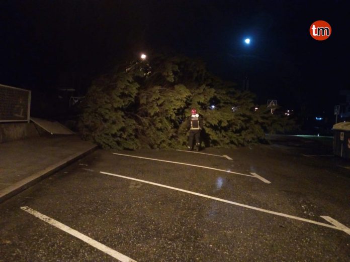 arbol_caido_panxon El temporal de la pasada noche tiró un árbol en Panxón
