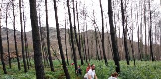 Chamamento para a retirada de eucalipto no monte de Vincios