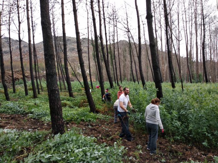 Chamamento para a retirada de eucalipto no monte de Vincios