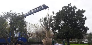 Tui trasplanta dos camelios y un cactus por las obras de la calle Ourense