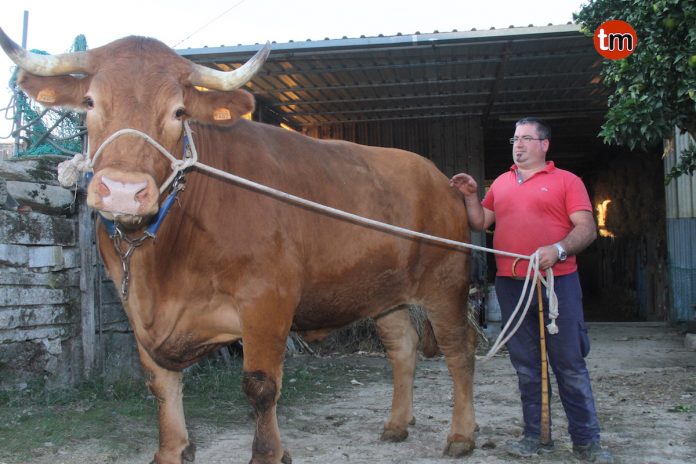 Mañana se pone a la venta el último buey de Parada
