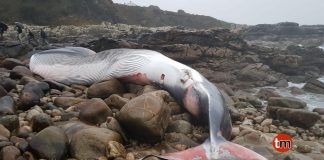 Aparece varada una ballena común de casi 20 metros en Oia
