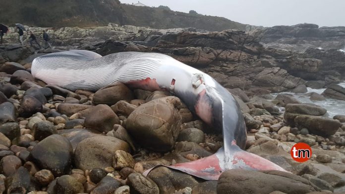 Aparece varada una ballena común de casi 20 metros en Oia