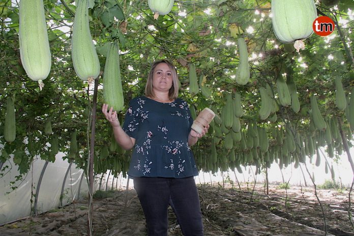 Gondomar produce las esponjas más saludables del mundo
