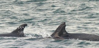 Mal ano para os arroaces das Rías Baixas
