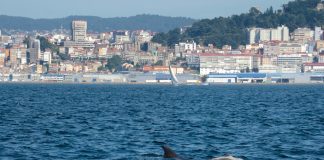 Mal ano para os arroaces das Rías Baixas