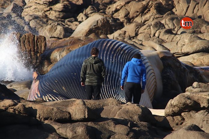 La ballena de Oia se queda en su sitio