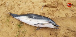 Hallado un delfín común varado en playa América