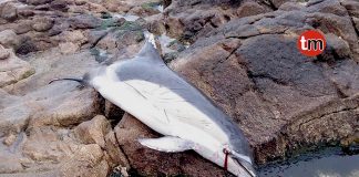 Aparecen dos delfines comunes en Baiona