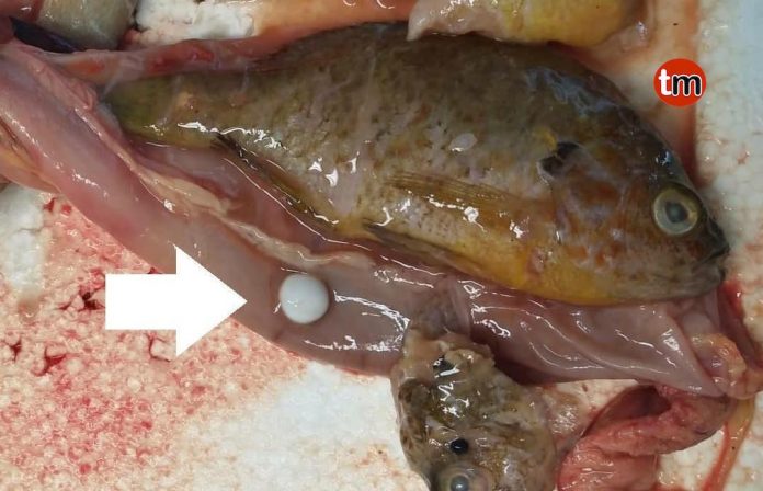 microplásticos río Miño