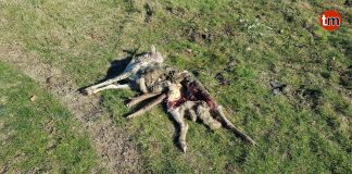 La Guardia Civil investiga la aparición de ovejas muertas en un monte de Baredo