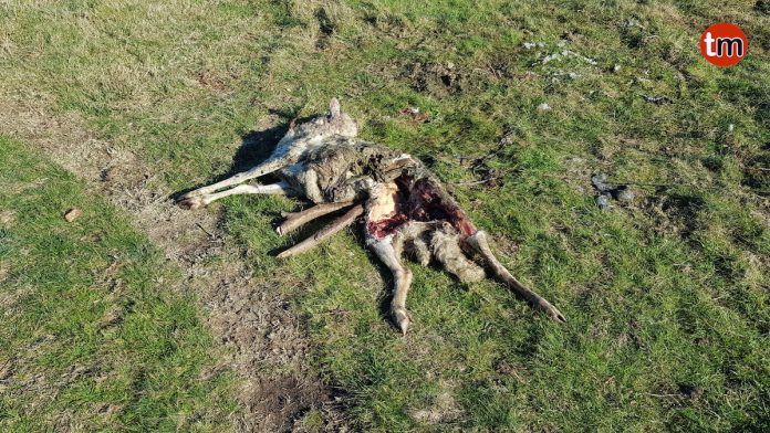 oveja_muerta_baredo La Guardia Civil investiga la aparición de ovejas muertas en un monte de Baredo