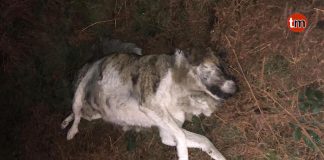 Investigan la aparición del cadáver de una perra preñada y atada de las patas de atrás en Baiona