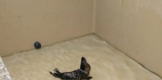 El CEMMA colaboró en la recuperación de un lobo marino que será liberado en el Gran Sol