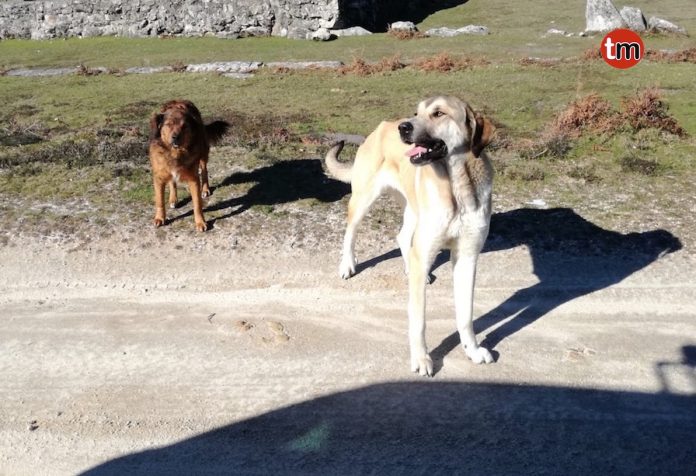 Identifican a dos perros como autores del ataque a la cabaña de cabras en Baiona