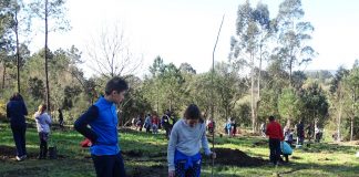 Estudiantes del CEP Pedro Caselles plantan árboles autóctonos en los montes de Tomiño