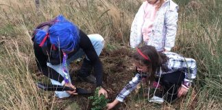 Alumnos del colegio As Solanas plantan 140 árboles nobles en el monte de Camposancos