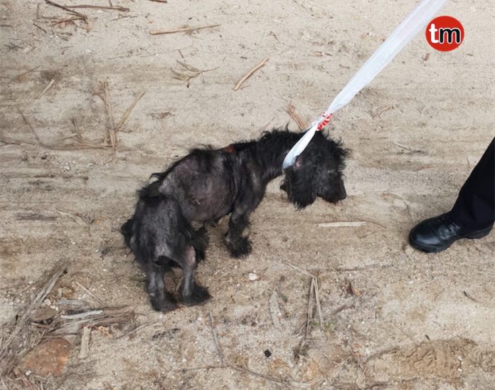 perro_abandona_baina