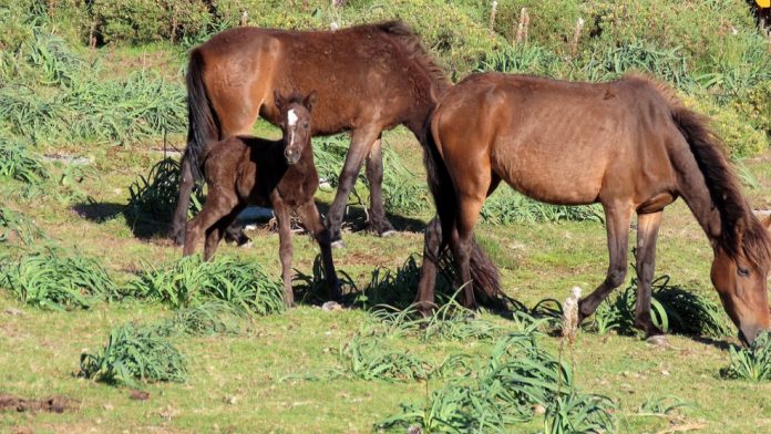 cabalos_groba_ies_asangrina