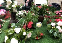 IX Mostra da Camelia en Torneiros