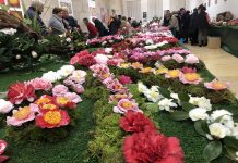VIII Mostra da Camelia en Tui