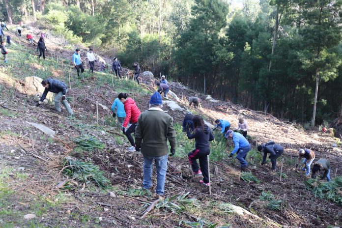 reforestacion_camposancos1