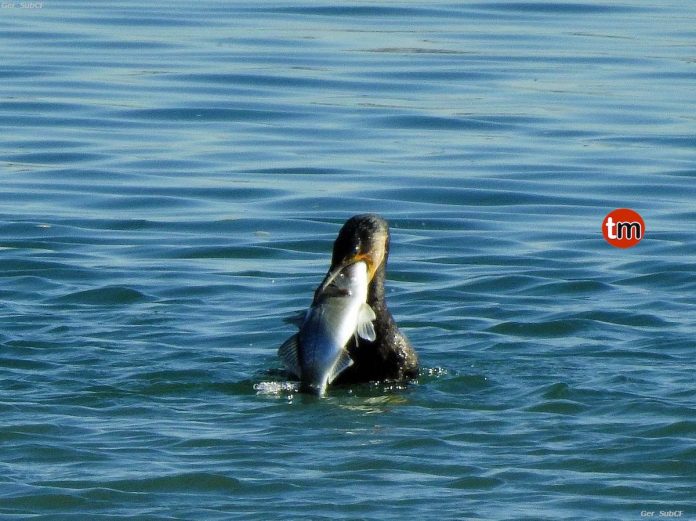 cormoran_lubina_baiona