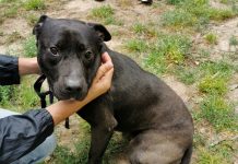 Jornada de adopción de perros y gatos en Tomiño