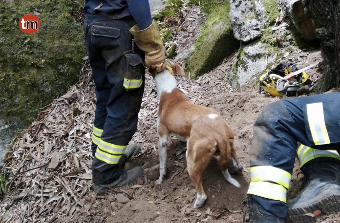 rescate_perro_camposancos