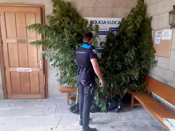 Intervencion_Plantacion_marihuana_tui
