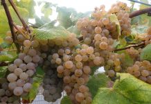 I Romaría San Miguel das Uvas en Tabagón
