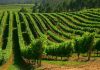 Buscan peones de bodega con experiencia en el manejo de carretilla elevadora para O Baixo Miño