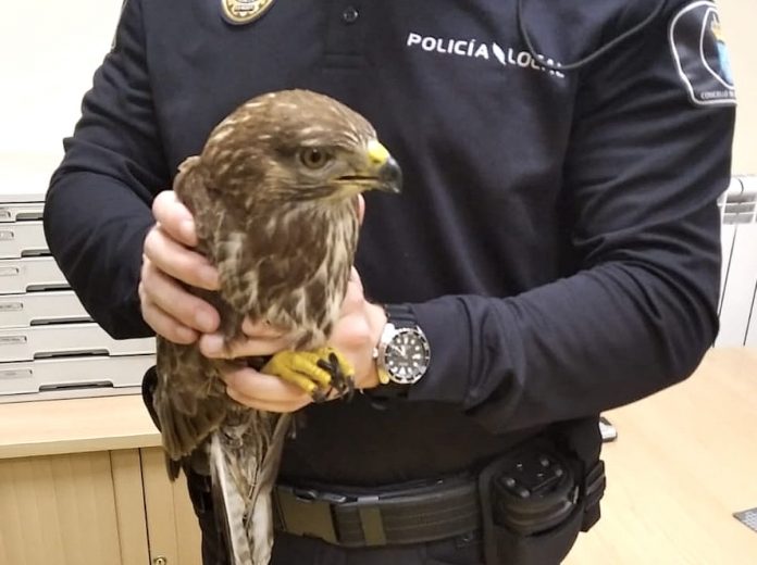 aguila_ratonera_poli_gondomar