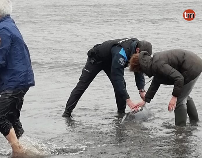 delfin_listado_ladeira_poli