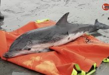 Simulacro de rescate en la Praia de Patos