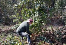 Jornada de eliminación de eucaliptos este sábado en Couso