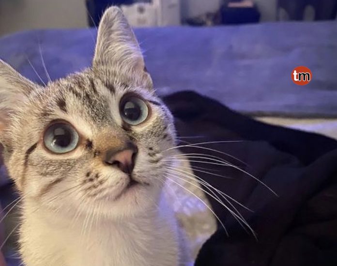 gata_pancha_baiona
