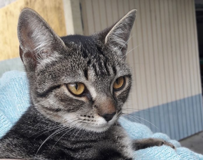 gata_perdida_tabagon_bichi