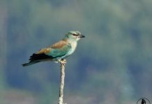 Ruta en O Rosal para aprender a reconocer la lengua de las aves