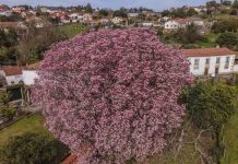 Incorporan al catálogo de “árbores senlleiras” el Magnolio de Tabagón