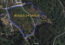 Alumnos do Neira Vilas e a Comunidade de Montes de Couso plantarán dúas camelias Rosalía de Castro